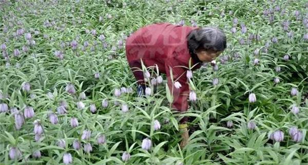 湖北贝母的地理分布