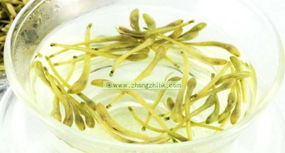 金银花茶的功效与作用
