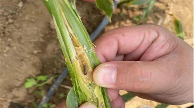 生姜种植如何防治姜蓟马