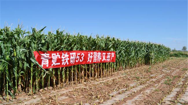 青贮玉米的栽培技术要点