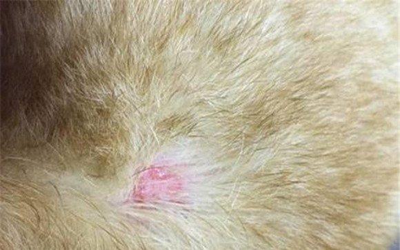 外寄生虫引起的犬皮肤病