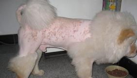 犬病防治技术