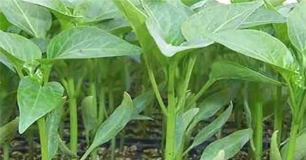 冬春茬辣椒栽培技术要点