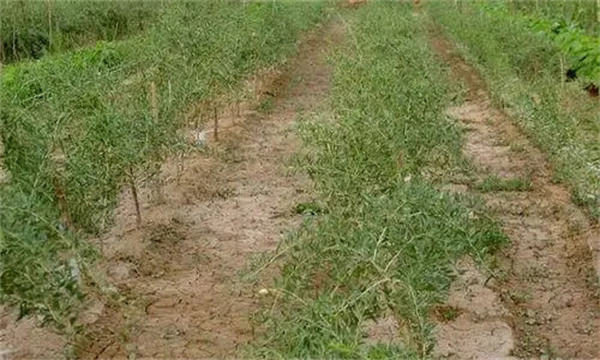 枸杞苗期管理方法