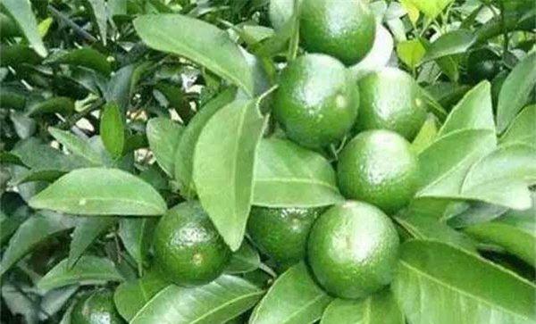 柑橘膨果期是几月份