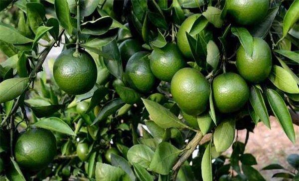 柑橘膨果期用什么肥料