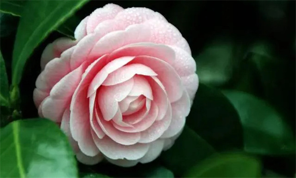 山茶花的花语和寓意