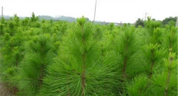 湿地松是常绿还是落叶植物