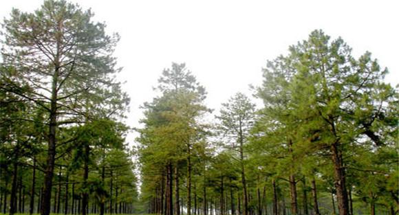 湿地松生物学特性