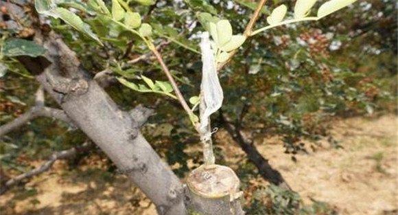 花椒嫁接时间是什么时候