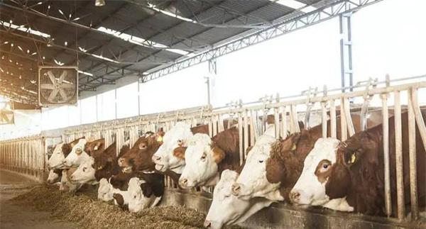 怎样提高肉牛的采食量