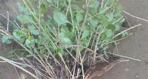 枸杞苗的繁殖种植方法