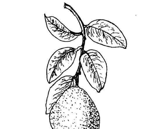 其他果树种植方法