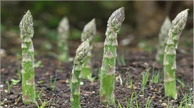 芦笋茎枯病的症状表现与预防、防治技术要点