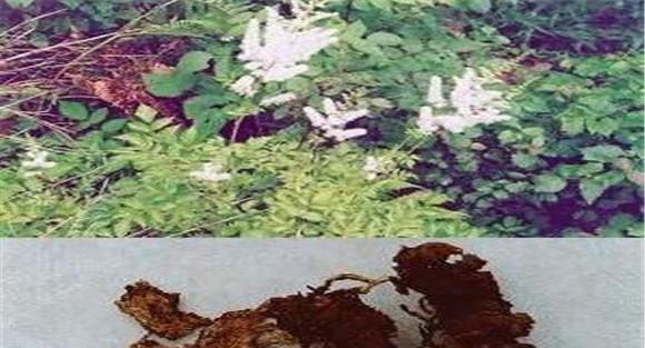 常见的植物杀虫剂介绍