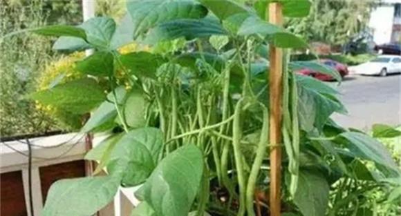 豆角施肥的正确方法
