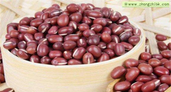赤小豆的功效与作用有哪些