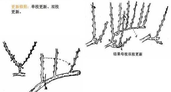 葡萄扇形整枝