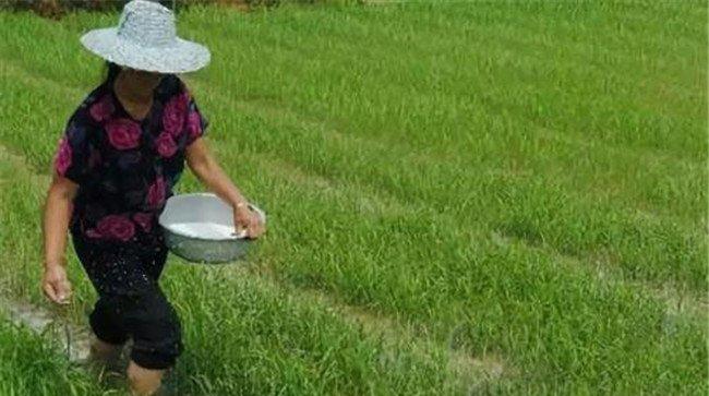 水稻用什么肥料好