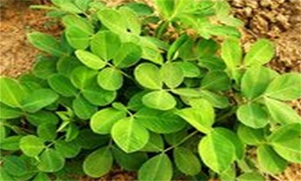 花生清棵的重要性
