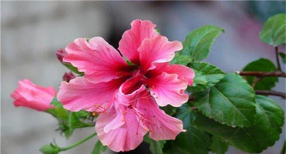 扶桑花怎么养