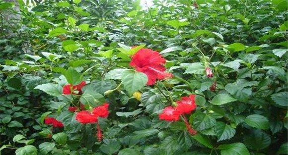 盆栽扶桑花怎么养才能开好花