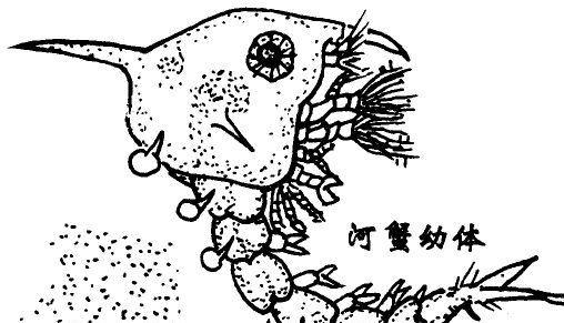 河蟹的幼蟹期阶段