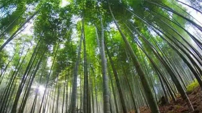 毛竹的生长特点