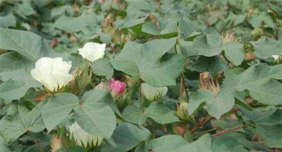 棉花花铃期是什么时候