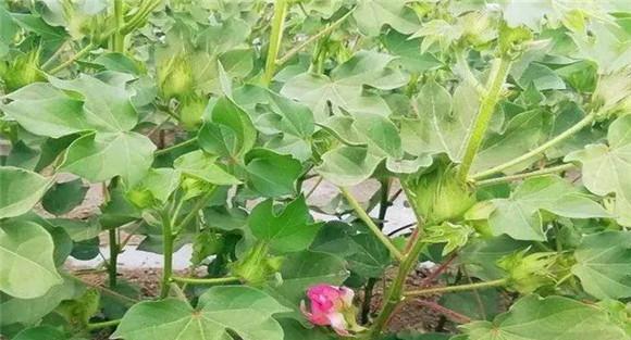 棉花花铃期管理技术要点