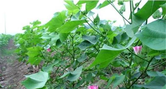 花铃期棉花最容易出现的问题