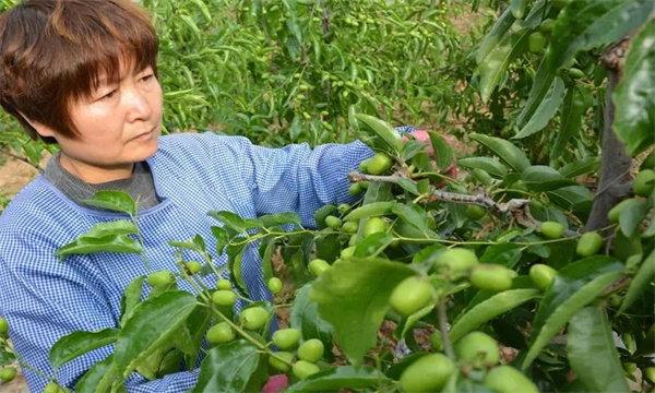 枣树设施栽培怎样进行花果管理