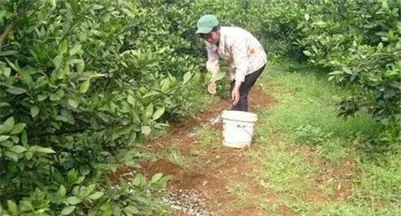 秋季宜增施磷、锌肥