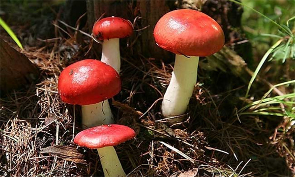红菇的产地是哪里