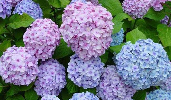 绣球花怎么养