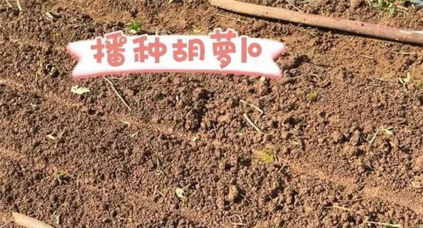 播种方法