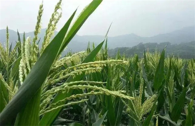 为什么种在路灯下的玉米不抽穗