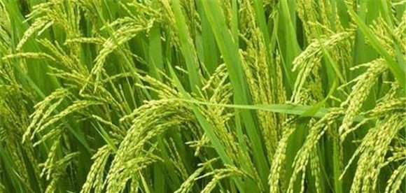 拔节孕穗期