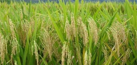 抽穗结实期