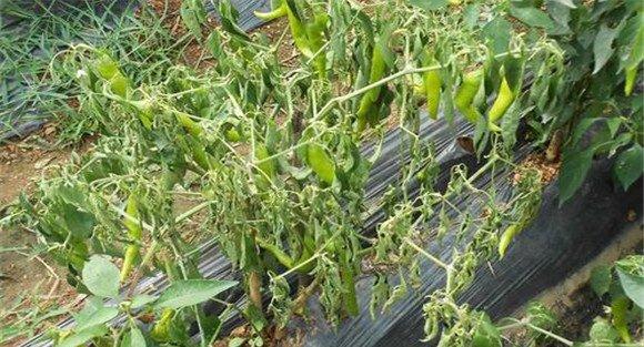 青椒枯萎病主要症状