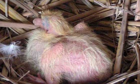 乳鸽的养殖技术