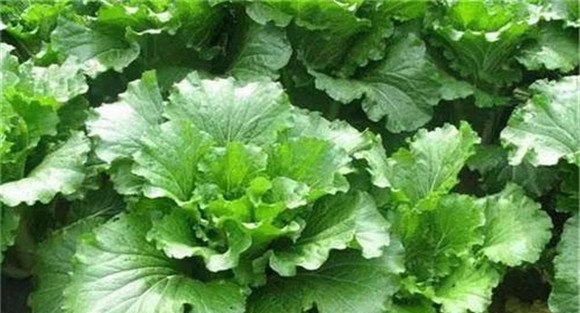 白菜莲座期是什么时候
