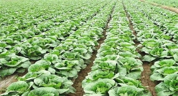 白菜莲座期怎样管理