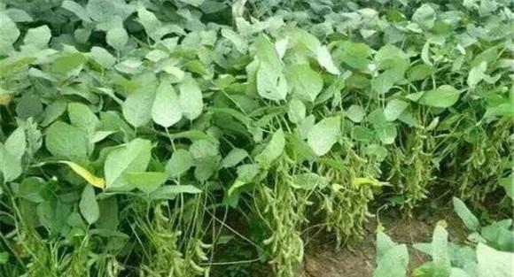 大豆高产栽培技术要点