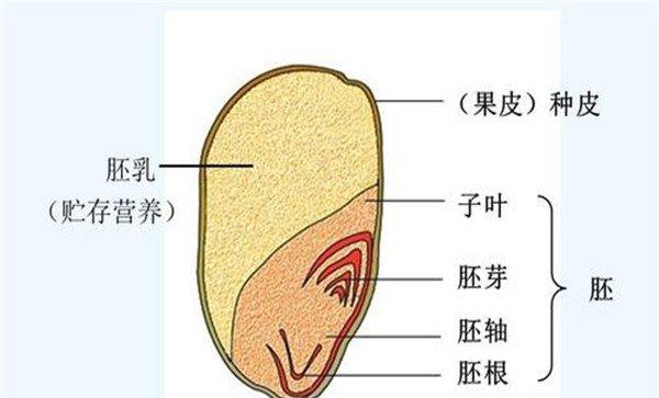 小麦种子由哪些部分组成