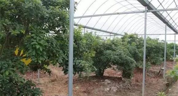 大棚杨梅的管理方法