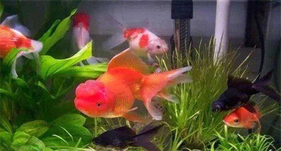 家里养鱼多久换一次水