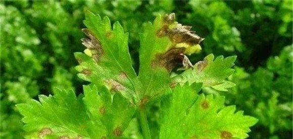 西芹早疫病发病规律