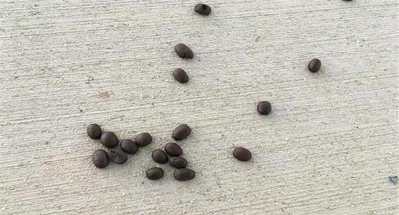 家兔具有食粪特性