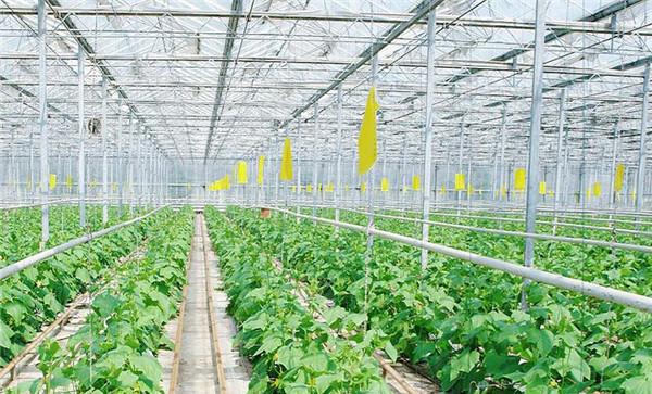 严格控制氮肥施用量